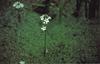 Bach Vandr�llike (Water Violet)